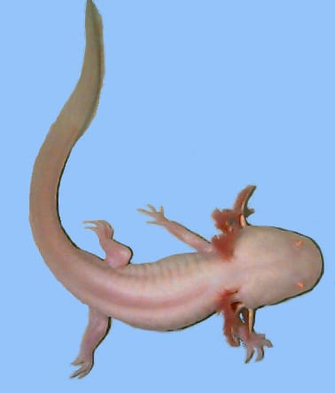 Albino White