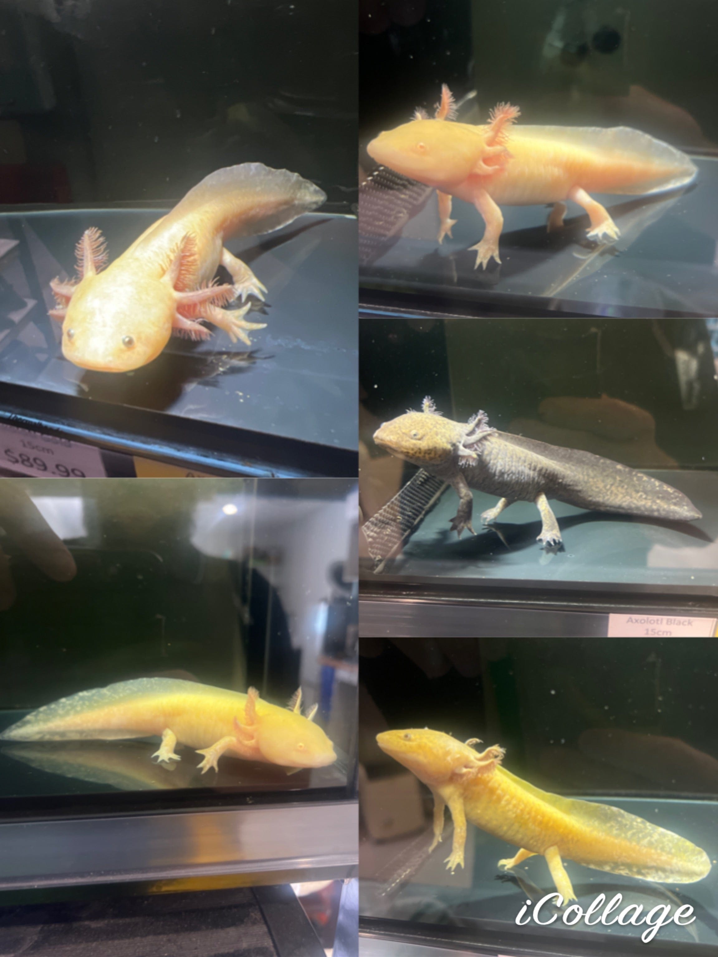 Golden Albino High Iridophore